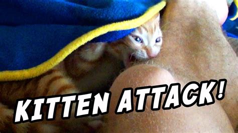 kittens attack youtube
