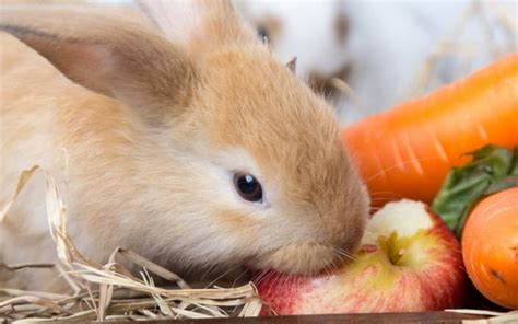 mascotas conoces la alimentacion de  conejo domestico el heraldo de tabasco noticias