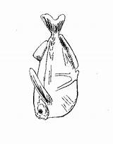 Fish Hatchet Template sketch template
