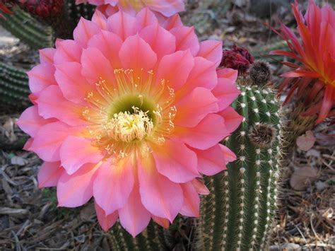 cactus flowers  magnificent varieties   garden getrathercom