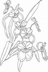 Orchid Coloring Pages Printable Flower Drawing Orchids Miltonia Flowers Pansy Book Rainforest Outlines Aloe Vera Color Tree Drawings Clipart Template sketch template