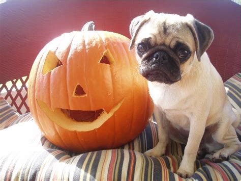 pugs  ready  fall  theyre  leaving      dog people