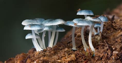 reino fungi ceb