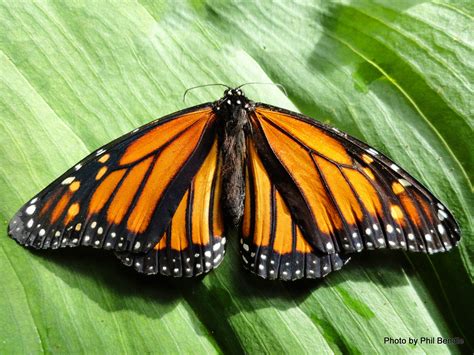 Luthfiannisahay Monarch Butterfly Life Cycle Nz