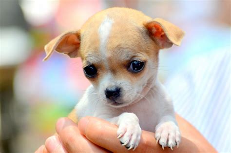 chihuahua puppies chihuahua puppies  sale bastrop tx  petzlover find