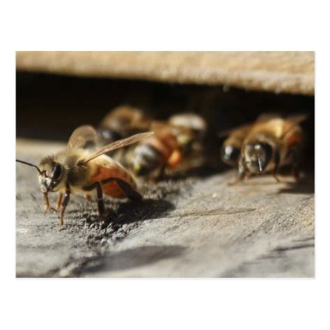 honey bee leaving hive postcard zazzle