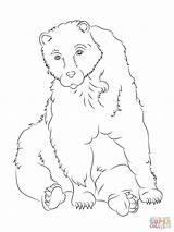 Brown Bear Coloring Pages Sitting Categories sketch template