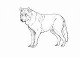 Wolf Body Drawing Outline Draw Drawings Paintingvalley sketch template