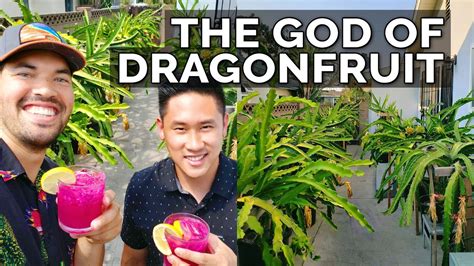 epic gardening secret dragon fruit care tips   master dragon