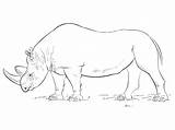 Rinoceronte Rhino Nashorn Rhinoceros Afrikanisches Realistic Colorironline Supercoloring Africano Malvorlagen sketch template