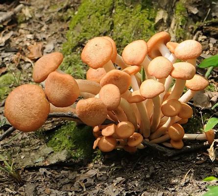 honey mushroom  alike  mushroom info