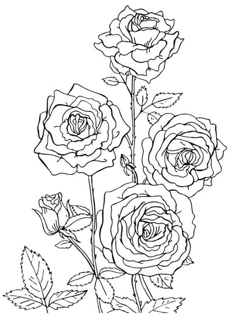 rose garden coloring pages rose coloring pages flower coloring pages