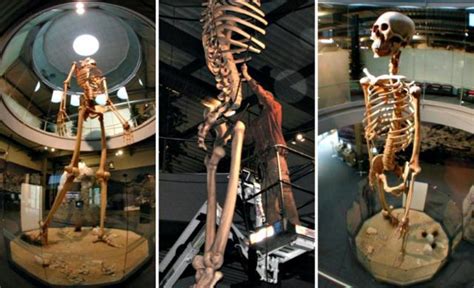hidden history revealed  meter tall giant skeletons  display ancient code