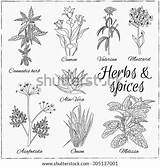 Herb Herbs sketch template