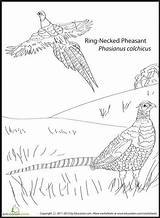 Coloring Pages Bird Adult sketch template