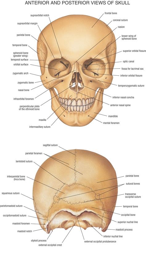 anterior  posterior view  skull skull anatomy anatomy bones