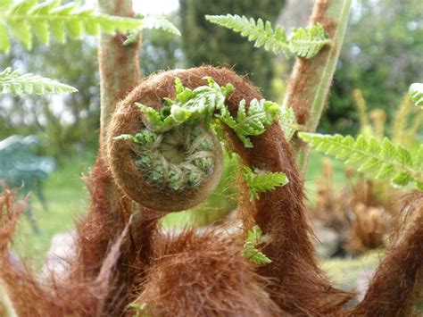 dicksonia antarctica soft tree fern agm 1 live potted