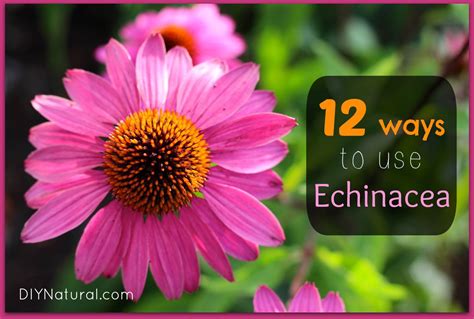 echinacea benefits  health   ways