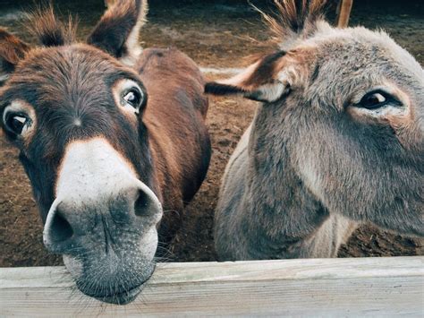 bizarre  weird facts  donkeys tons  facts