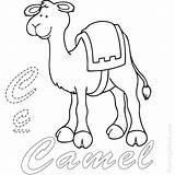 Coloringfolder Camels sketch template