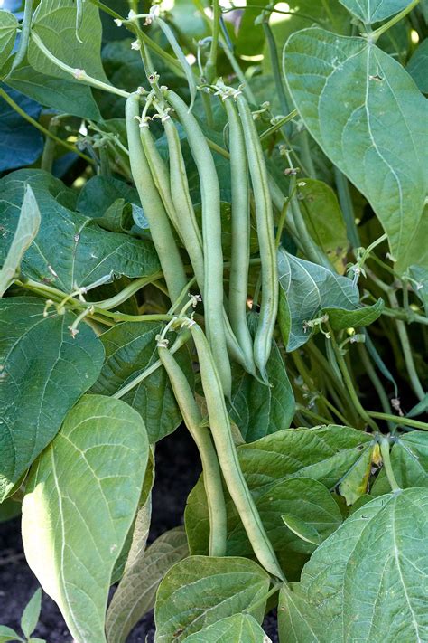 grow green beans  family   love growing green