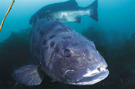 The Return Of An Icon Diving With The Giant Seabass Off Catalina