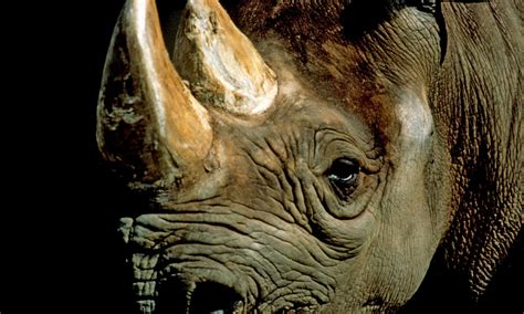 black rhino species wwf