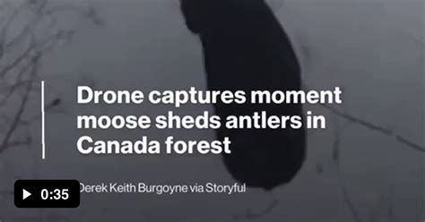 drone footage captured  moment  moose shed   antlers   forest   brunswick