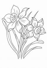 Coloring Narcissus Pages Print Coloringtop sketch template