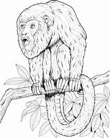 Monkey Howler Tree Coloring Lion Tamarin Golden Pages Supercoloring Printable sketch template