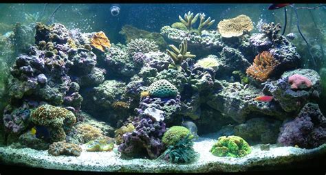 saltwater aquariums aquarium cares