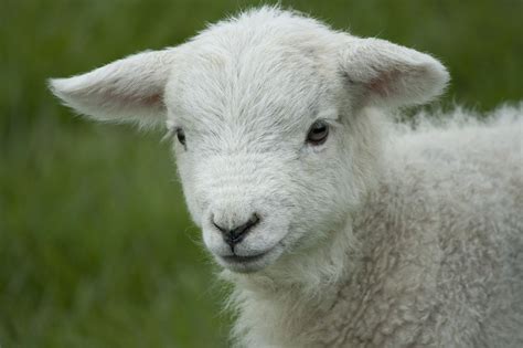 lamb lamb cute baby sheep