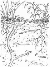 Earthworm Regenwurm Ecosystem Earthworms Ausmalbild Nematodes Zip Wurm sketch template