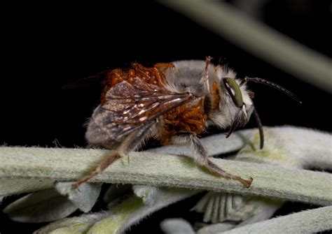 Beetle Can Adapt Chemical Mimicry To Parasitize Different Bee Species