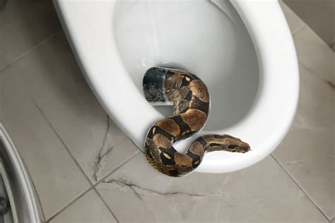 enormous python  emerging  toilet  wouldnt flush
