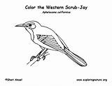 Coloring Jay Scrub Western sketch template