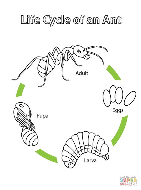 life cycle   ant super coloring life cycles science life cycles ants