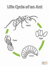 Cycle Ant Life Coloring Printable Pages Ants Science Preschool Kids Cycles Insect Crafts Biology Supercoloring Insects Animal Kindergarten Color Worksheet sketch template