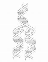 Coloring Dna Clipart Comments Kids Library Coloringhome Line sketch template