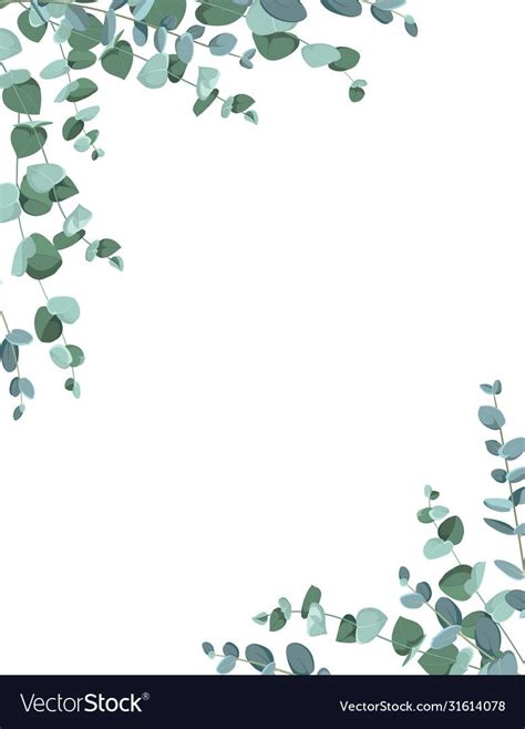 eucalyptus border frame  white background vector image  vectorstock