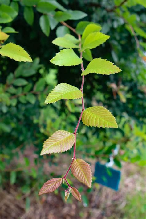 Ulmus Crassifolia ~ Cedar Elm – Moons Tree Farm