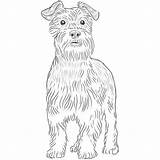 Schnauzer Miniature Drawing Line Dog Breeds Paintingvalley Giant Standard sketch template