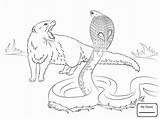 Coloring Pages Britannic Mamba Cobra Spitting Mongoose Book Fresh Printable Getcolorings Easy Divyajanani sketch template