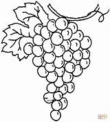 Coloring Grape Pages Drawing sketch template