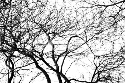branches stock photo royalty  freeimages