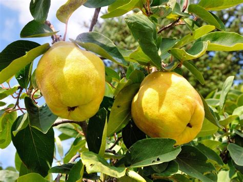 quince fruit learn  growing quince trees