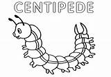 Coloring Centipede Print Pages sketch template
