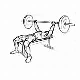 Bench Press Barbell Flat Sketch Illustration Chest Bar Start Proper Execute Results Tips Do Paintingvalley sketch template