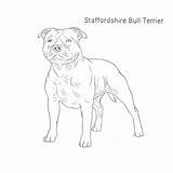 Terrier Staffordshire sketch template