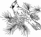 Branch Pyrography Cardinals Drsdesigns sketch template
